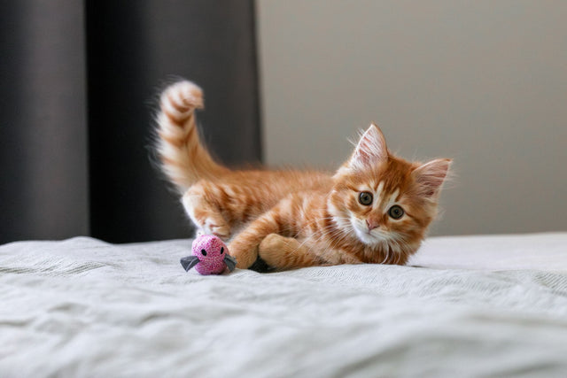 Gatinho laranja brincando com um brinquedo